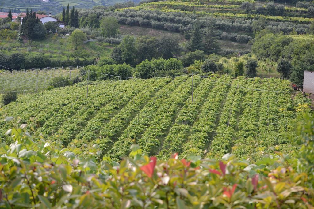 Corte Tamellini Soave  Exteriör bild